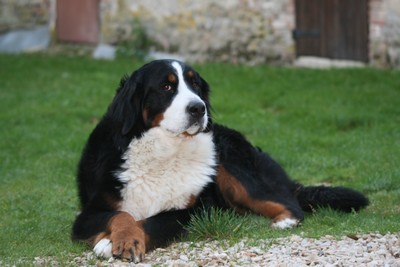 Dévi du Haras de la Vergne